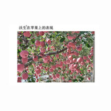 Германия Bayer wo Shengfeng Элементный элемент воды -Соберистое удобрение жировое жир кальций кальций кальций кальций кальций кальций кальций 250 мл