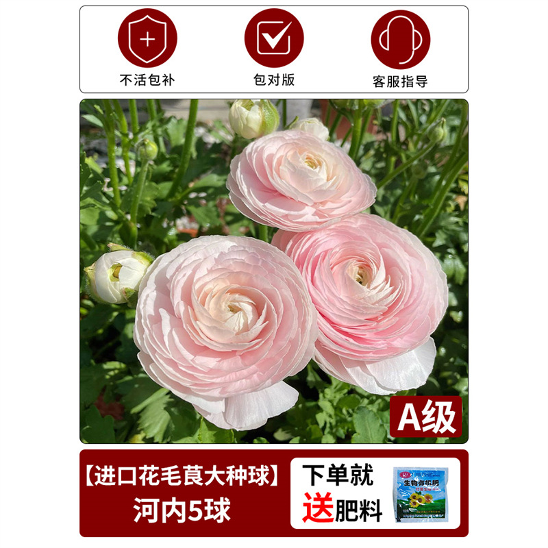 Anemone bulbs] 1 in hanoi