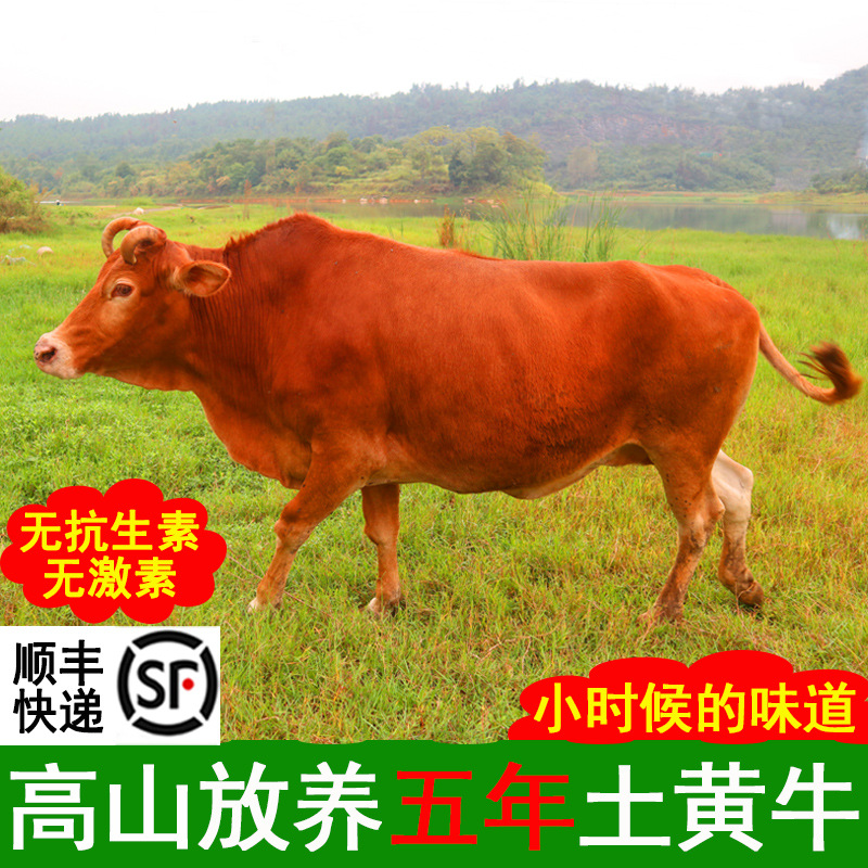 新鲜现杀农家散养里脊黄牛肉牛排牛腱子牛腿肉牛腩牛尾巴金钱腱