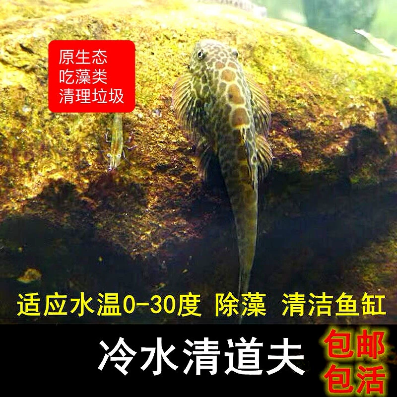 Мусорщик аквариумная рыба Май сосет скалолазание рыбы пипа пресноводная вода для удаления водорослей