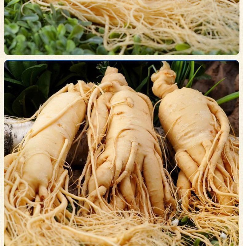 Ginseng Root Ren Shen 长白山人参 Whole Dried Root for Wine Infusion and Cooking 100g in use