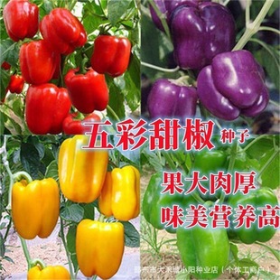 ����𽷷N���ļ���ʽ��ཷ���\����ɫ�����N���������߲˷N��