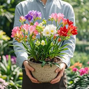 ��ѩ�m���������ذ�NС�n�m��ѿ�N����������ɫ�����ļ��_���r��