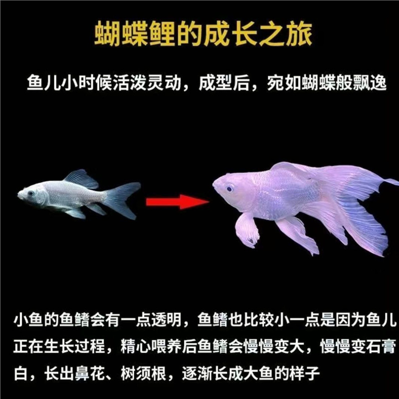 인기 스타일(나비와 우아한 요정 선택)