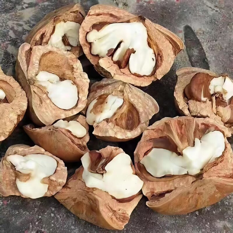 Feng Liu Guo (Lithocarpus/Sclerophyllous Oak Fruit) — Dried Food Herb for Wine Infusion & Soup key features