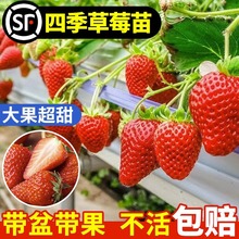 ��ݮ�����Ϸ��Nֲ���Թ�������ļ�ţ���Ͱײ�ݮ��ڰͿ˲�ݮ����