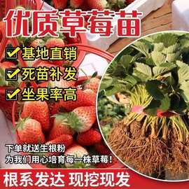 草莓苗盆栽批发带盆四季易活奶油草莓室内阳台庭院南北方种植果树