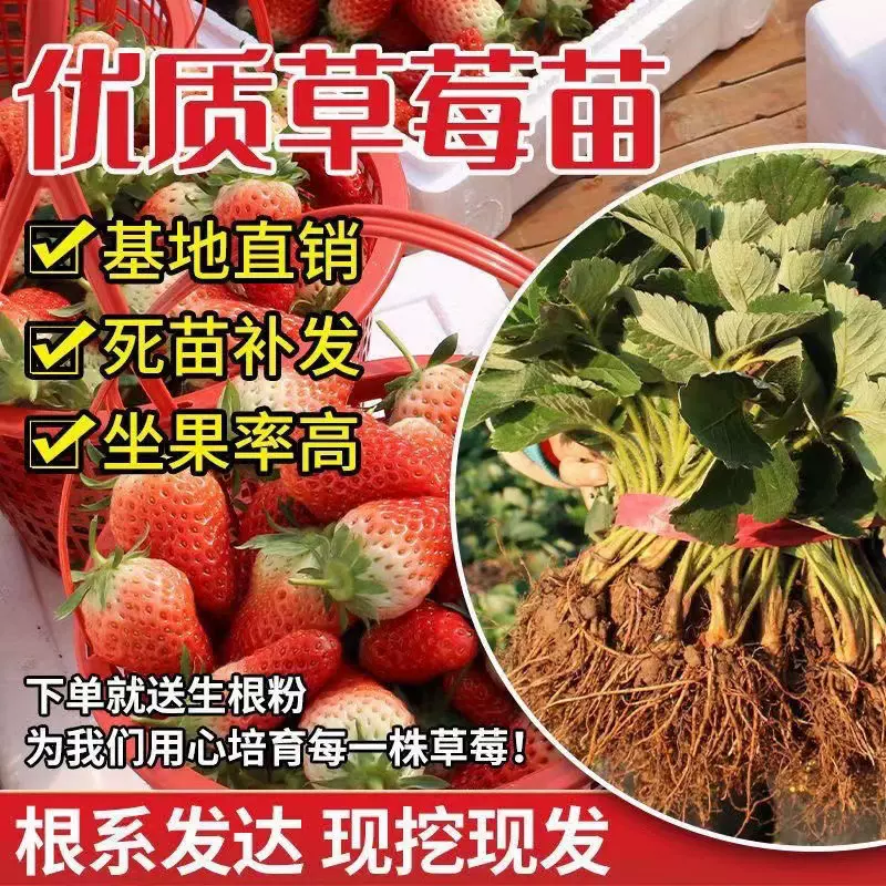 草莓苗盆栽批发带盆四季易活奶油草莓室内阳台庭院南北方种植果树