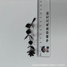 �����ȼ����軨����ֲ�������X�~õ����滨�����҃��b����