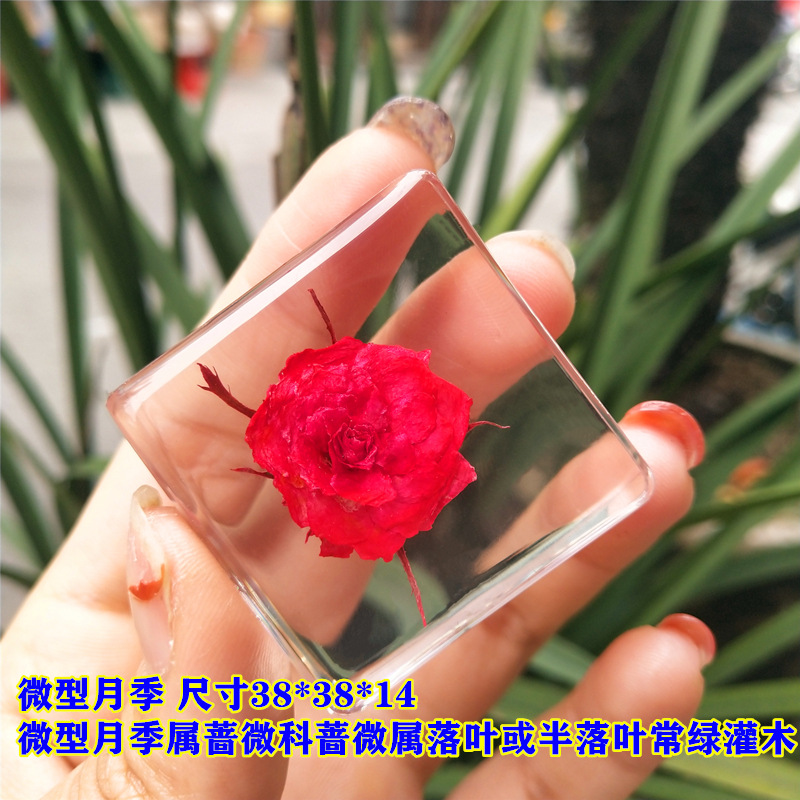 밝은 노란색 마이크로 로즈 40%