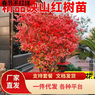 һ�����lӳɽ�t�����Ϙ������������ļ��_����ͥԺ�ͺ��Ϸ������N