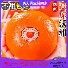 【活动款】正宗云南沃柑新鲜水果现摘整箱对接电商直播源头直发