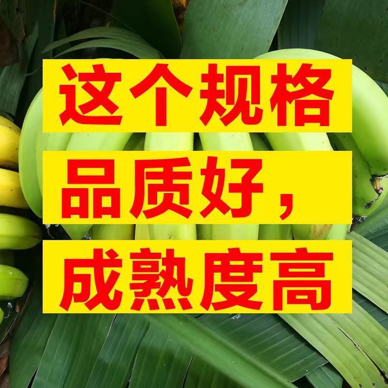 추천 : 고산고목 바나나 - 추천품질 : 상자에 담긴 고급바나나 4.5-5kg개