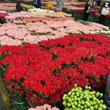 ����ܰ���ϻ�������ֱ�����л�����ĸ�ײ廨���������ʻ�����