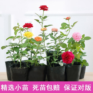 Rose Seedlings, Large Flowers, Fragrant, Blooming in All Seasons, Rose Seedlings, Climbing Plants, Courtyard Balcony Rose Potted Plants
