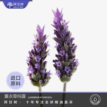 ���ʘ䷨��AOP޹�²ݼ�¶��Ʒ��Ȼ��ȡLavender