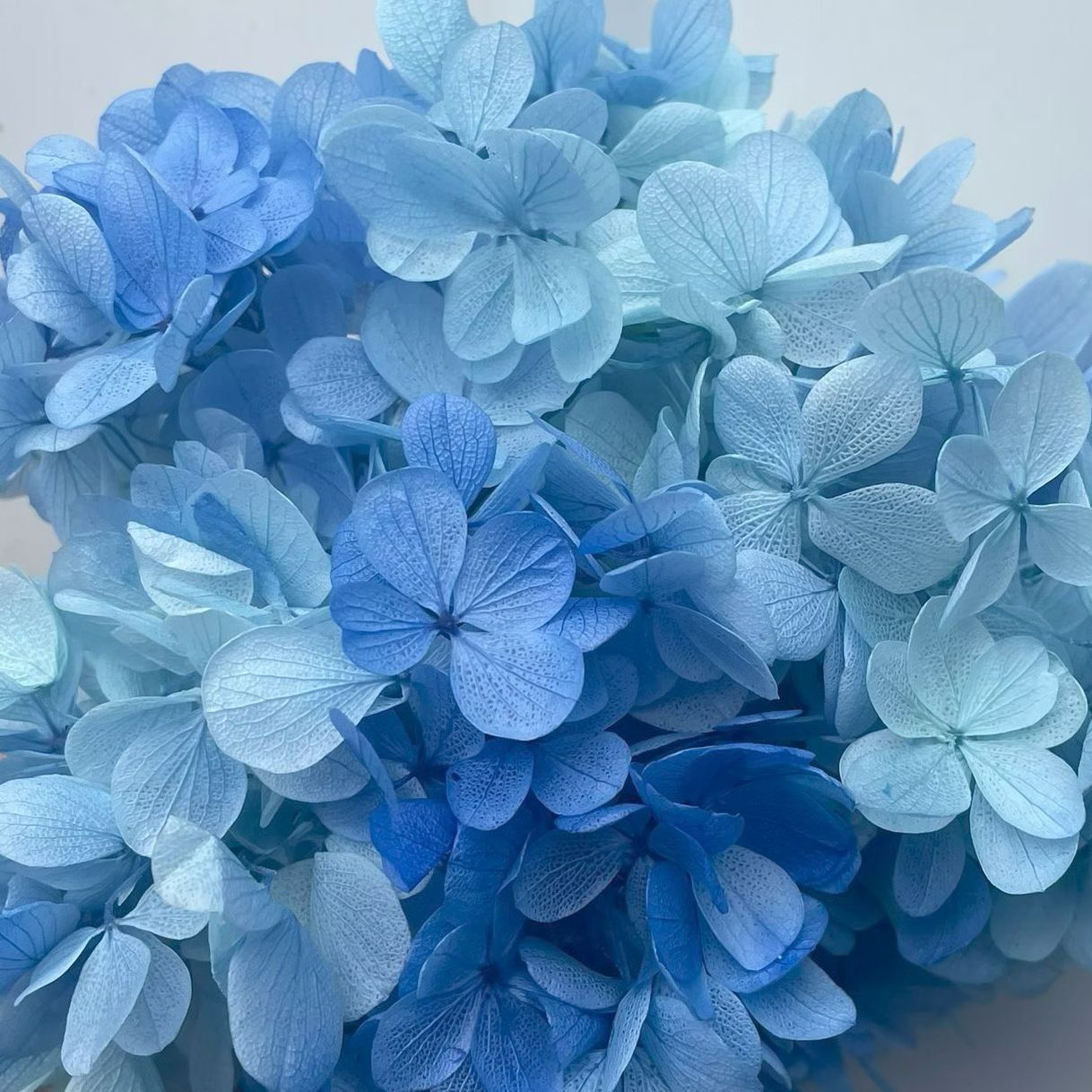 ✅ Flores secas flores eternas hortenida color gradiente material hecho a mano bolsa de calzado de boda cubierta de vidrio grupo de construcción de flores actividades