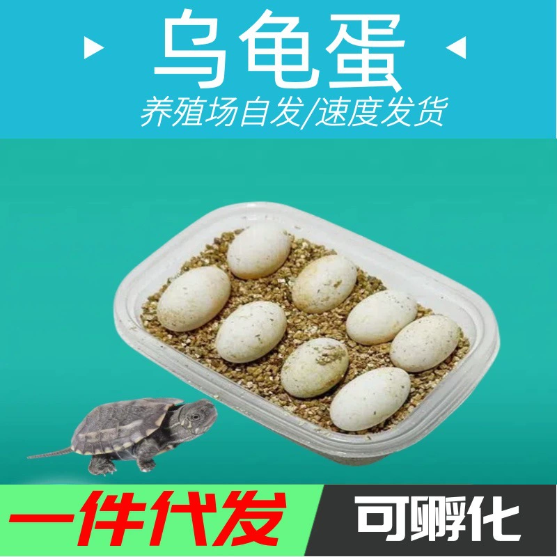 Один кусок волос [Черные яйца] можно вылупить