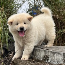 批发白土松田园犬幼犬活体狗狗中型白土松犬忠诚护主幼崽宠物狗狗