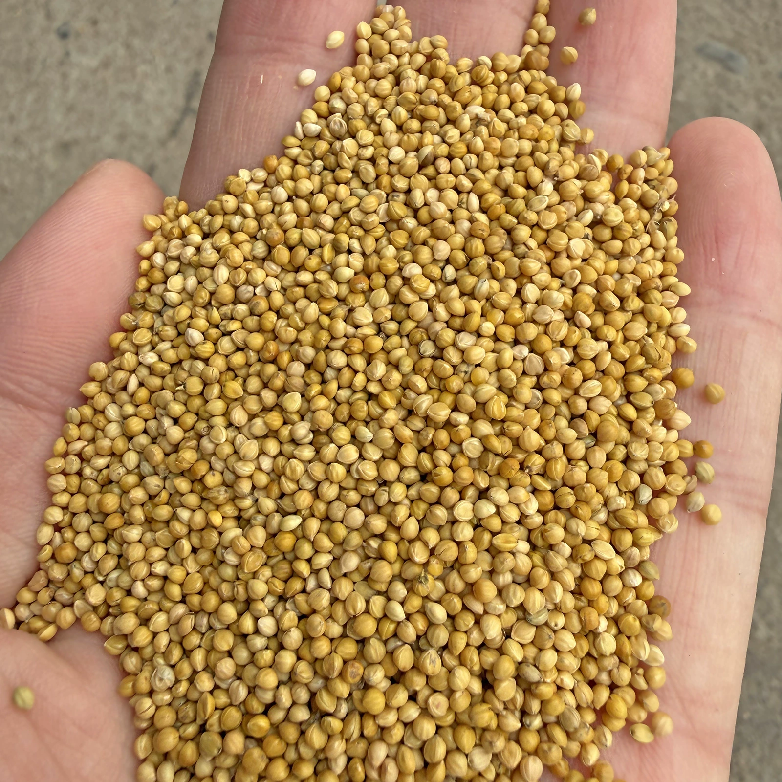 Новый желтый просо с оболочкой