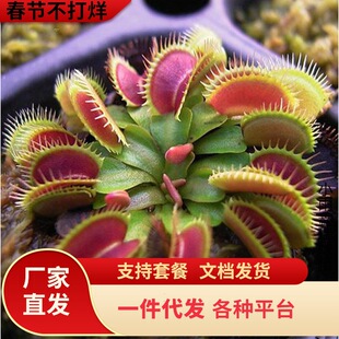 һ�����l����ω�������i�\��ʳ�xʳ�˻���ˮ��ֲ��é�����þG