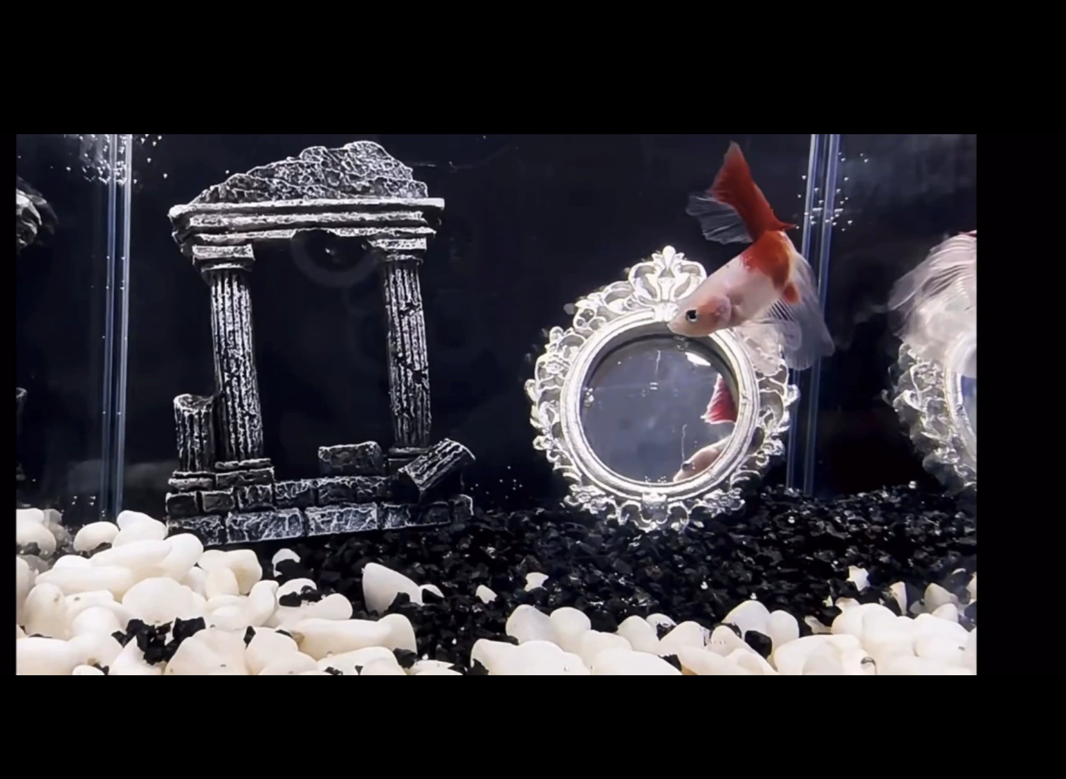 Зеркало бетта-рыбы-акварона тайская бетта-рыба-зеркало смолы ретро-колонна размагничивания очищающий камень микро-ландшафтный пейзаж