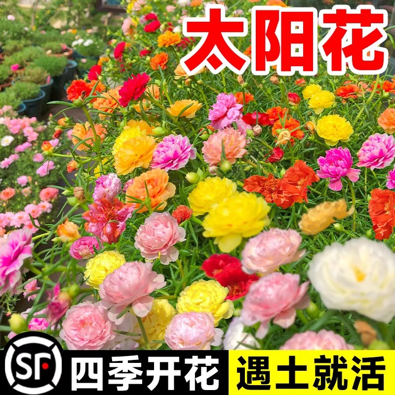 重瓣太阳花种子各色大花四季播种开花基地直发花种子花卉种籽批发