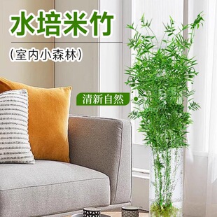 ˮ�������҃�ˮ��ֲ��ˮ�B�^�����F��������͏d���˾Gδ��