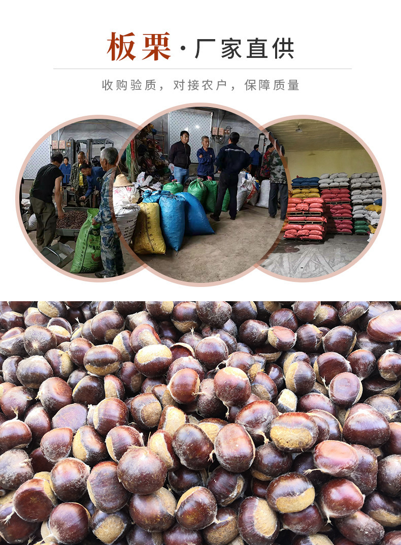 正宗迁西板栗,老树栗子河北迁西生鲜油栗批发,糖炒栗子香甜软糯板栗