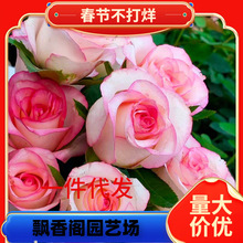 һ�����lֱ���¼���������õ���҃��̨�����Nޱ�����¼�ͥԺ