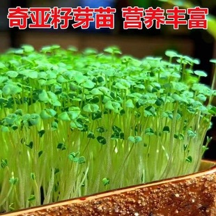 Chia Seeds, Gorgon Sage Seeds, Sprouts, Chia Seeds, Hydroponic Microgreens, Nutritious Germination