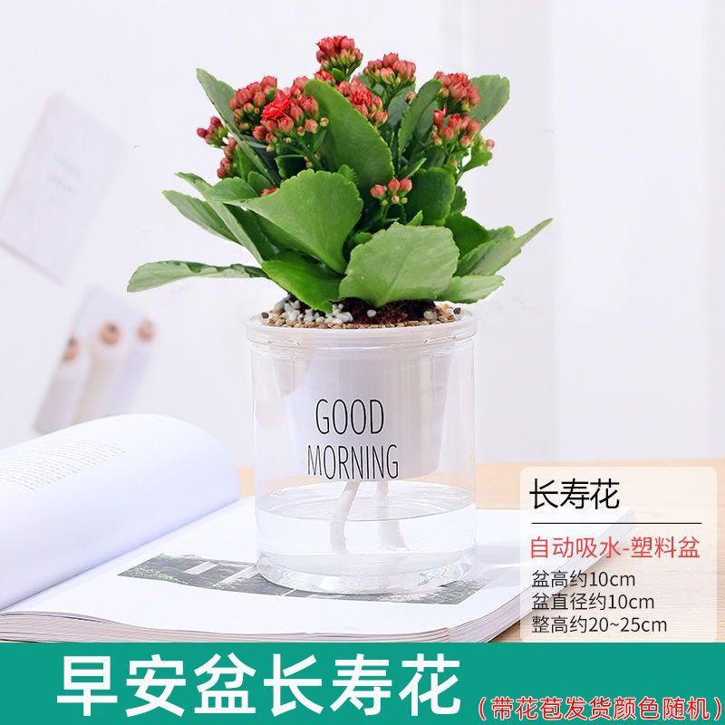 건강과 장수(장수꽃)