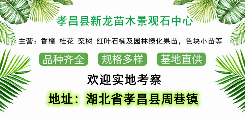 O1CN0159kFiV1ojaMnzhEGO_!!9615