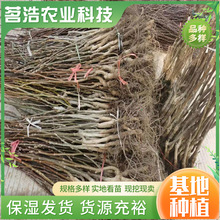 基地现挖核桃树苗实地看苗高园林种植核桃树苗皮薄保湿发货存活率