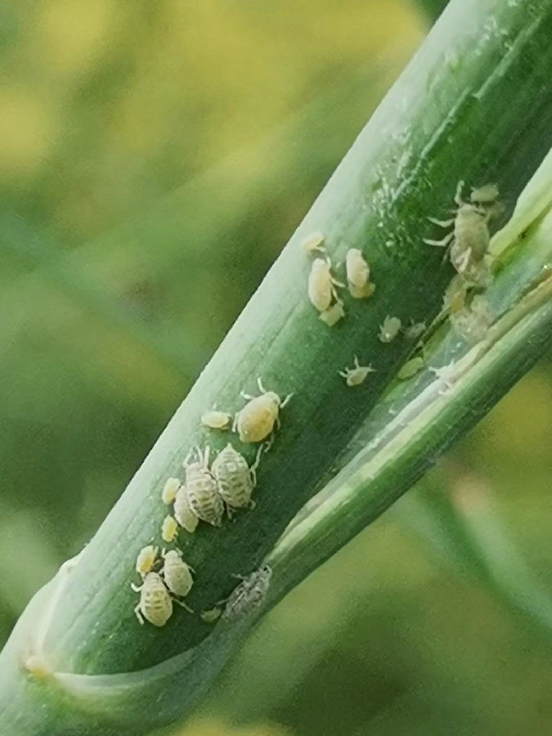 蚜虫科研虫 (8).jpg