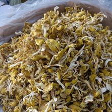 东北特产新货野生榆黄蘑干货正宗玉黄金菇新鲜特级榆黄蘑干榆黄蘑