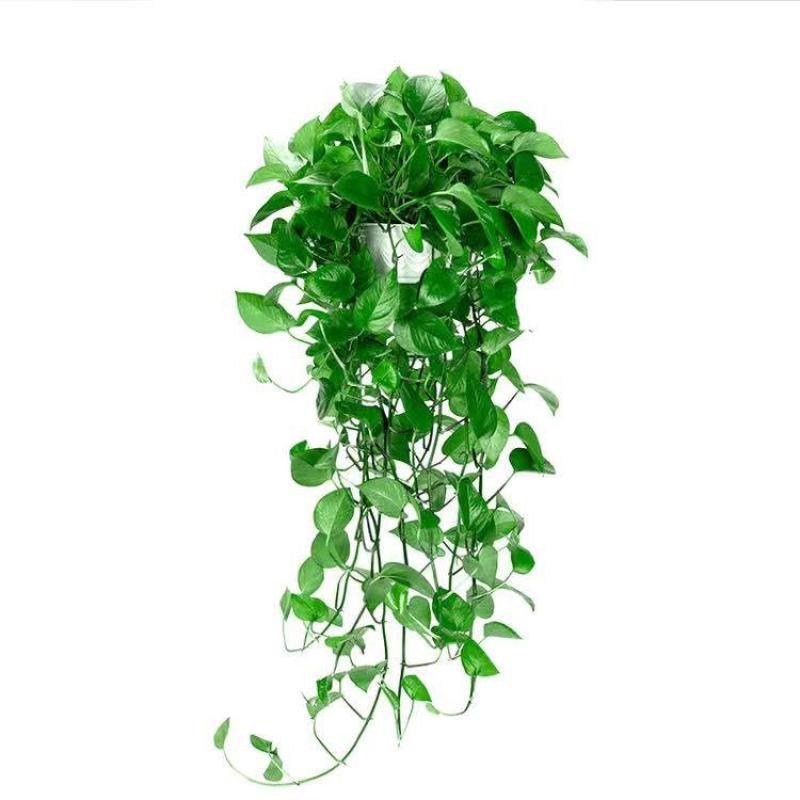 Boutique 1 vaso branco com cerca de 80 cm de comprimento com bacia absorvente