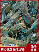 澳洲淡水小龙虾蓝龙虾食用大规格苗种虾宠物繁殖公母 种虾养殖场