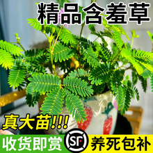 含羞草盆栽室内趣味花卉四季害羞草阳台植物学校幼儿园植物小盆栽