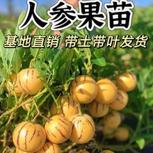 人参果苗秧长寿紫茄果人生果籽盆栽大苗当年结果南北方种植试种