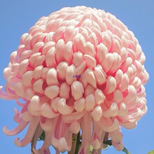 ��ϡ��Ʒ�N��ջ������Դ�����´����ջ��绨��ֲ�����Խ����_