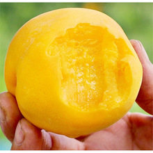 �S�Ҙ��m�Ҙ�����Ϸ������Nֲ�޽������Ҙ����ˮ�����箔��Y��