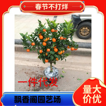 һ�����l������ۘ���ɰ���٘������������Ե��Թ����箔��Y����