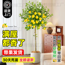 ˮԎ͏dGֲֲ̨҃ȩֲļl