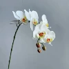 Feel white 33#