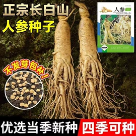 种子;草种子;草坪