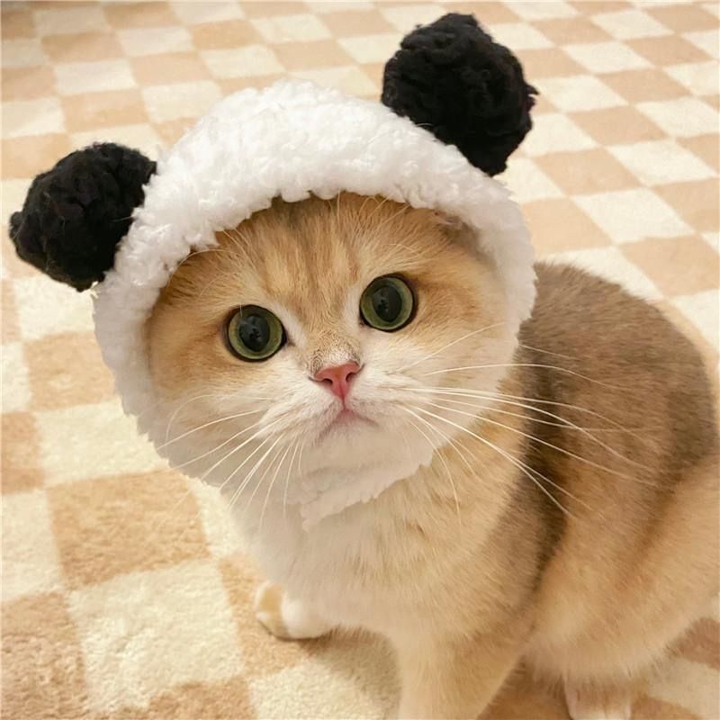 Hat Pets panda Little Bear Plush Headgear English short lovely Kitty Small dogs Dogs photograph Headdress TG