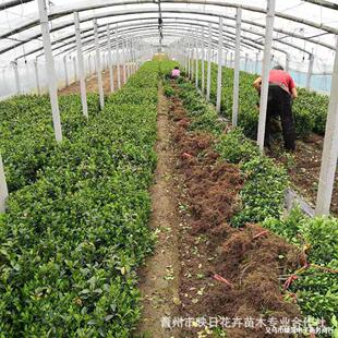 ���~�S����������Զ�����G�h�G�������ͺ������Դ��~�S�������