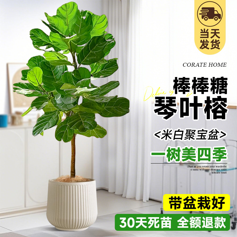 [롤리팝 모양] 부티크 피아노 리프 반얀 1- 1.3m (오프화이트 풍요의 뿔) 프리 브라운