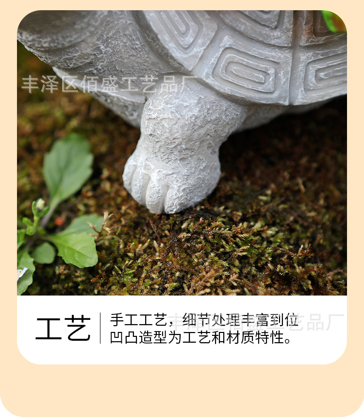 多肉乌龟_10.jpg
